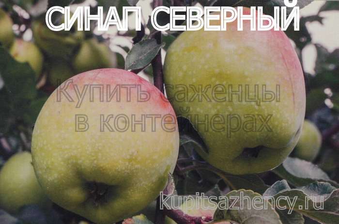 СОРТ ЯБЛОК СИНАП СЕВЕРНЫЙ - сорта яблок. Фото