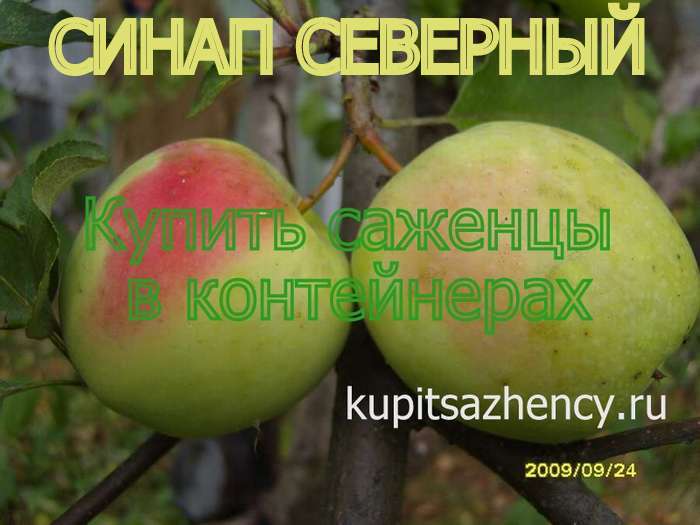 СОРТ ЯБЛОК СИНАП СЕВЕРНЫЙ - сорта яблок. Фото 2 2