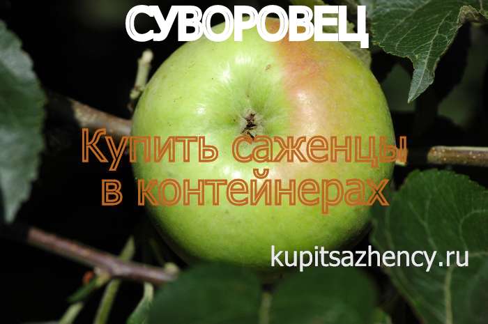 СОРТ ЯБЛОК СУВОРОВЕЦ - сорта яблок