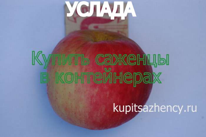 СОРТ ЯБЛОК УСЛАДА - сорта яблок