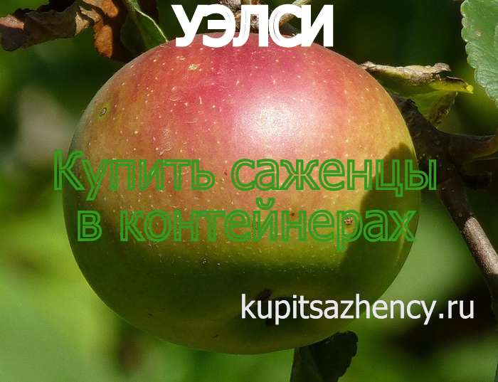 СОРТ ЯБЛОК УЭЛСИ - сорта яблок