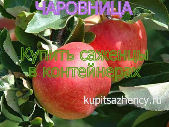 СОРТ ЯБЛОК ЧАРОВНИЦА - сорта яблок