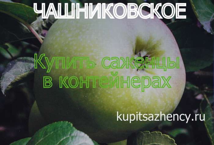 СОРТ ЯБЛОК ЧАШНИКОВСКОЕ - сорта яблок