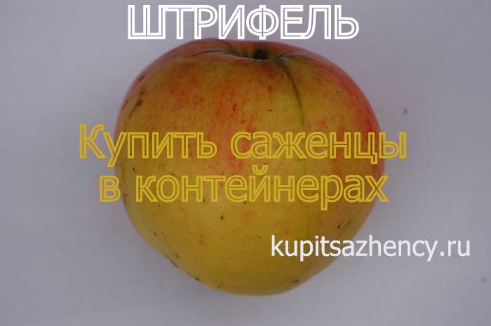 СОРТ ЯБЛОК ШТРИФЕЛЬ - сорта яблок