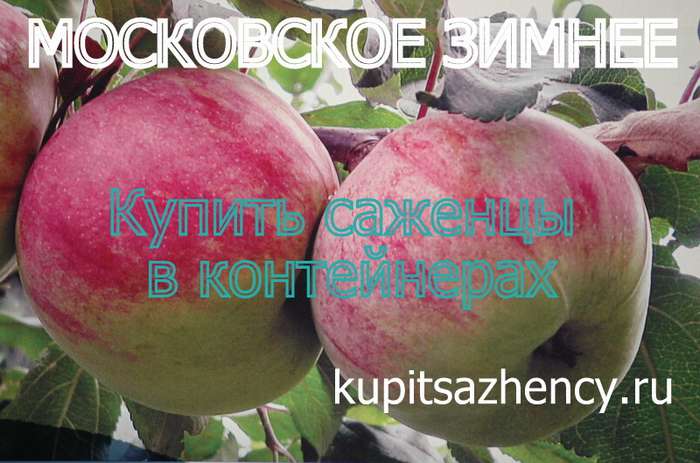 СОРТ ЯБЛОНИ МОСКОВСКОЕ ЗИМНЕЕ - сорта яблок