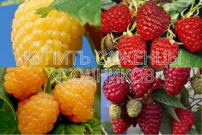 КУПИТЬ САЖЕНЦЫ ЯГОДНИКОВ В СТУПИНСКОМ РАЙОНЕ