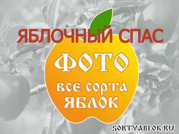  ЯБЛОК ЯБЛОЧНЫЙ СПАС. ФОТО