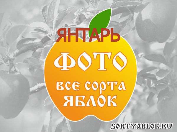  ЯБЛОК ЯНТАРЬ. ФОТО